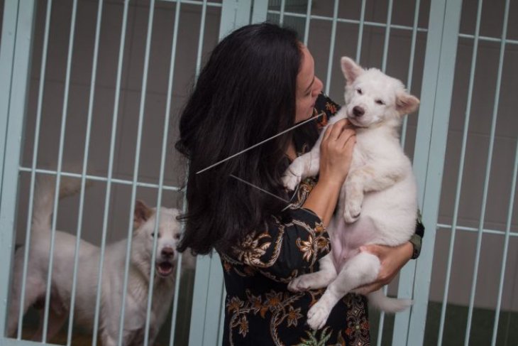 Pengembang Biak Anjing Ras Kintamani Antara Jateng