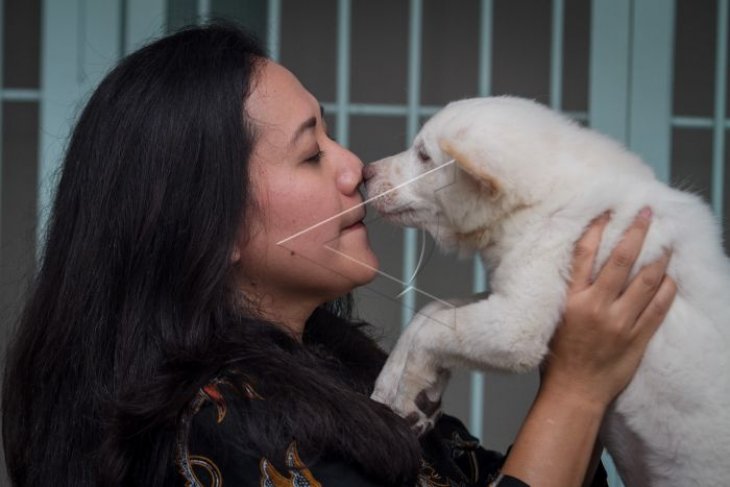 Pengembang Biak Anjing Ras Kintamani Antara Jateng