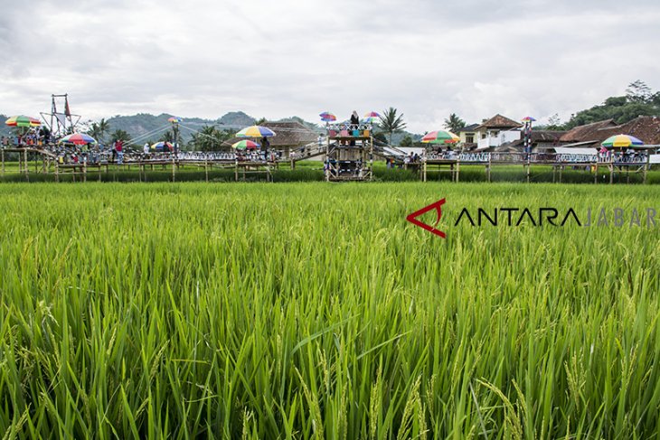 Agro Wisata Minapadi Sawah Lega Agro Wisata Minapadi Sawah Lega