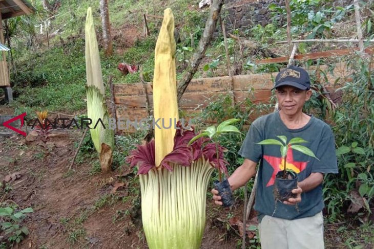 33 Gambar Bunga Bangkai Galeri Bunga Hd 2654