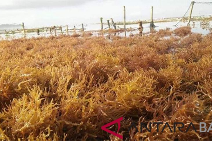 Menurun, produksi rumput laut di Nusa Penida