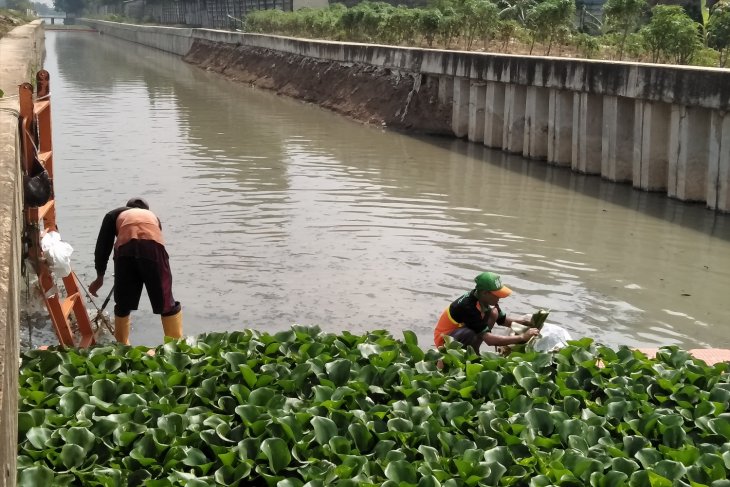 Download 970 Gambar Eceng Gondok Dan Jalur Penyerapan Air Serta Partikel Lainnya  Gratis