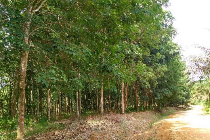 Hama jamur akar putih serang ribuan hektar kebun karet Batanghari