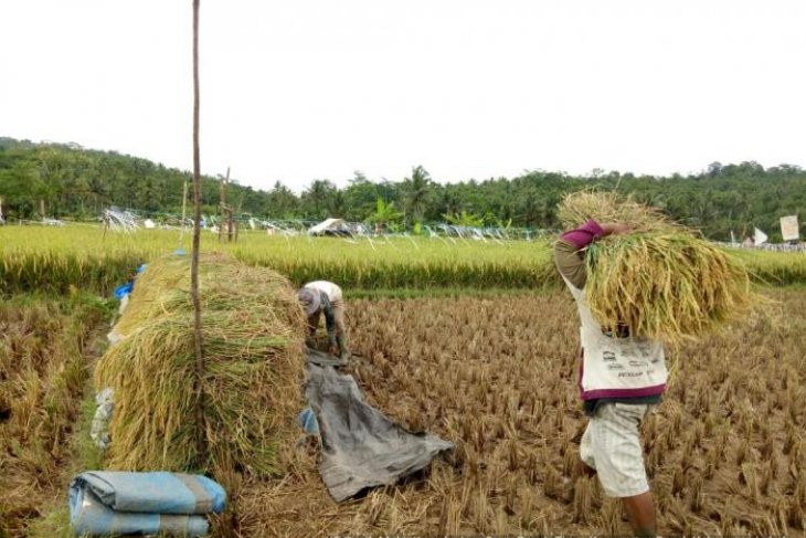  Petani  Lebak Mulai Panen  Padi  Sawah ANTARA News Banten