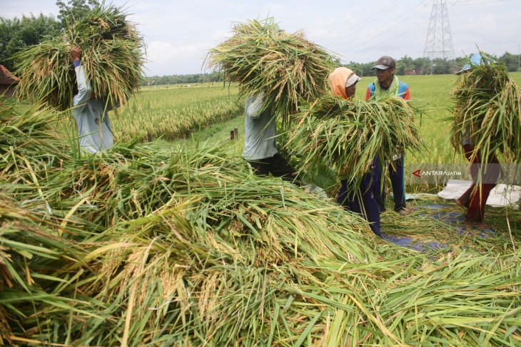 Kodim dan Bulog serap gabah petani di Aceh Utara