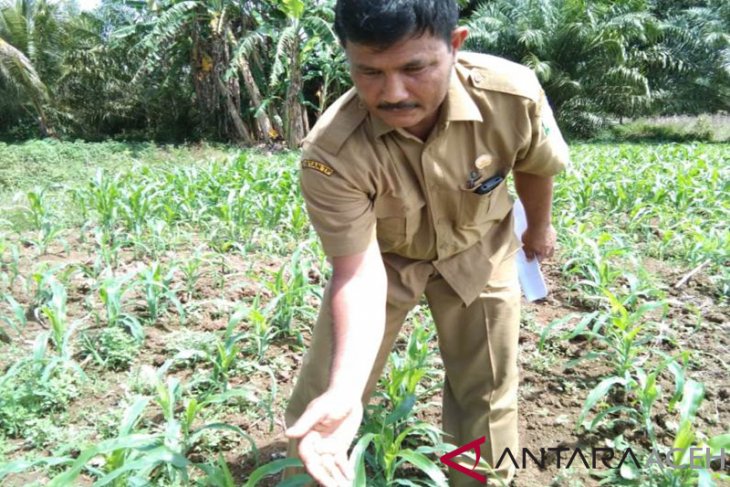Masyarakat Aceh Jaya resah, tanaman jagung diserang ulat