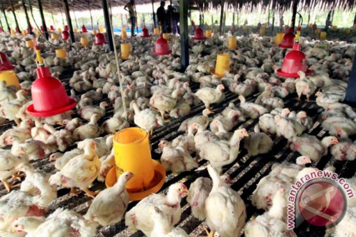 Harga Ayam Potong Turun Peternak Terancam Merugi Antara News