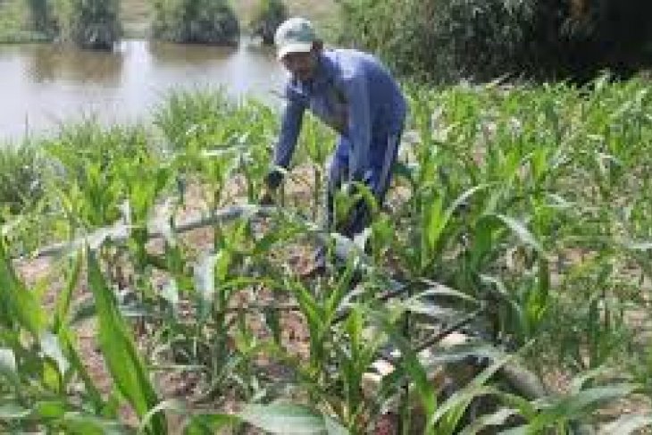 Petani Lebak Sumbangkan Produksi Jagung Nasional 24.368 Ton