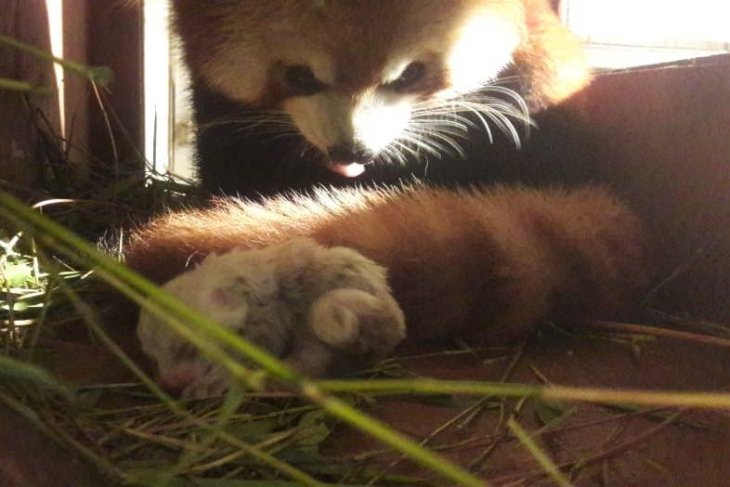 Bayi Panda merah di TSI Cisarua sehat dan aktif