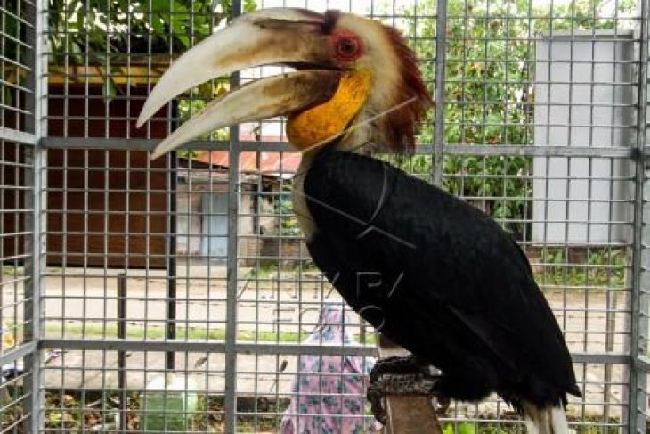 Burung Rangkong Julang Emas Sitaan Antara News Sumatera Utara