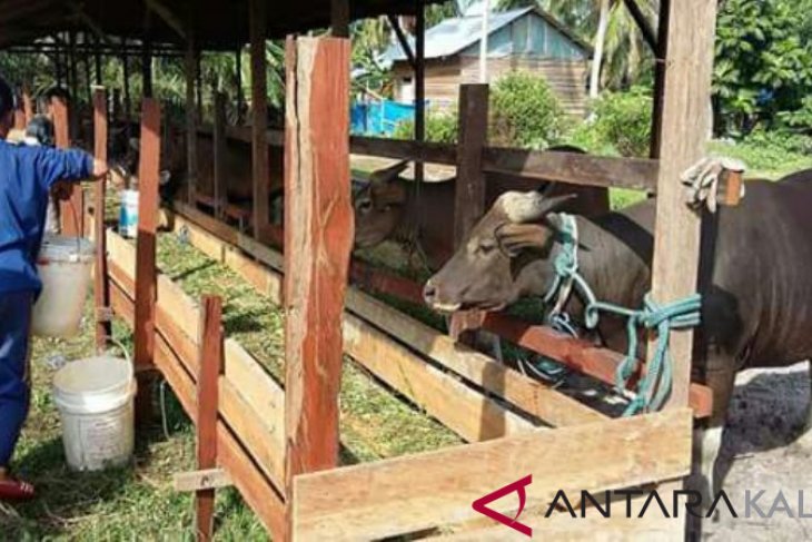 Penajam Targetkan Populasi Sapi 17.000 Ekor