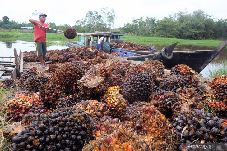 Oil palm farmers to hold meeting in Jakarta on Feb 27, 28