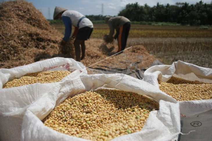Petani Kalbar jangan ragu tanam kedelai