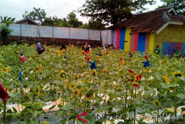 Taman Bunga Matahari Objek Wisata Baru Di Bekasi