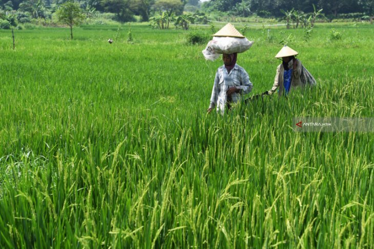DPRD-Pemkab Situbondo bahas Raperda Cadangan Pangan