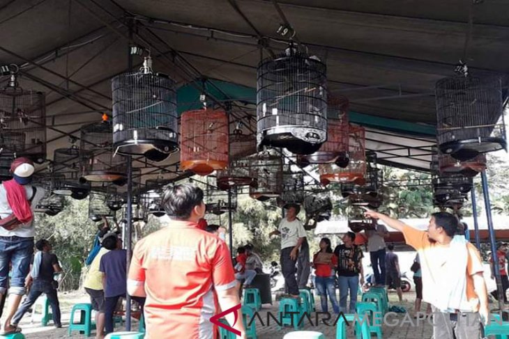 Lomba Burung Berkicau Jadi Lumbung Ekonomi Masyarakat Antara