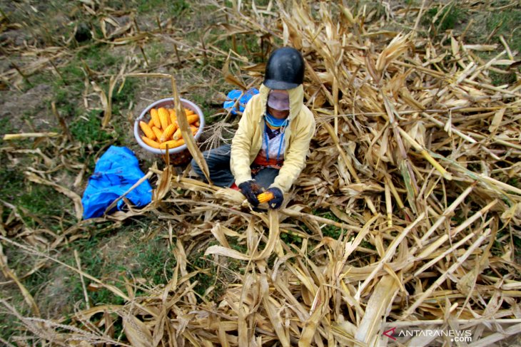 Provinsi Gorontalo akan mendapat benih jagung untuk 150 ribu hektare