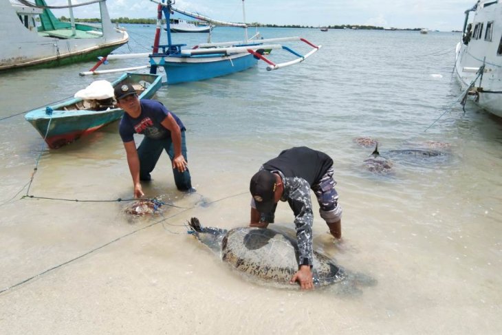 Lanal Denpasar gagalkan penyelundupan penyu hijau di Buleleng