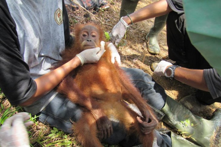 Ditemukan tak berdaya, petugas evakuasi orangutan dari perkebunan sawit