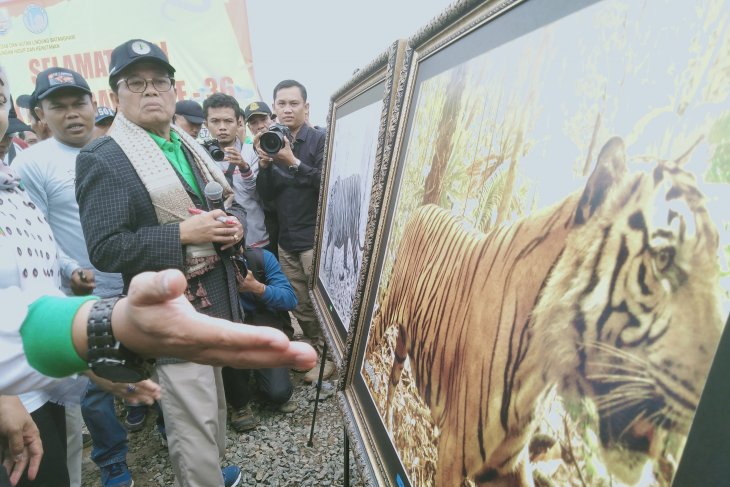 Gubernur Jambi beri nama tiga Harimau Sumatera