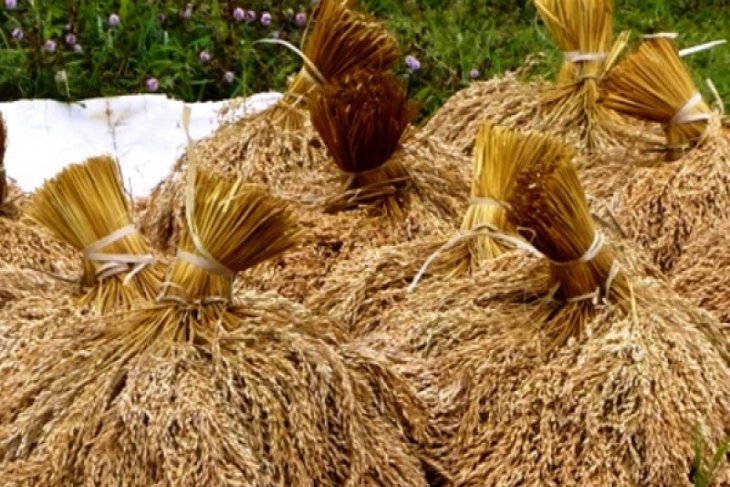 Hortikultura dorong NTP Banten naik 0,36 persen