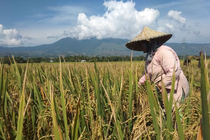 Produksi gabah turun tiga ton per hektare di Aceh