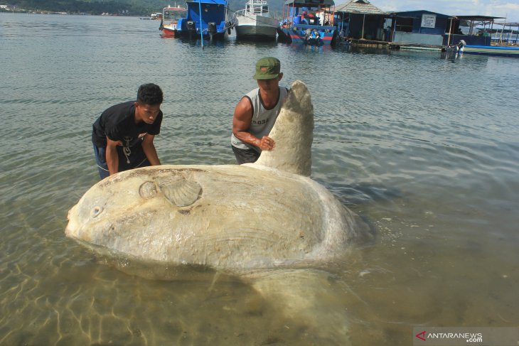 Peneliti pelayaran kapal antarnegara penyebab alga beracun Teluk Ambon