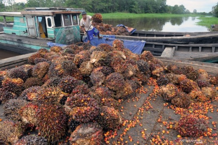 Harga CPO dan sawit Jambi turun