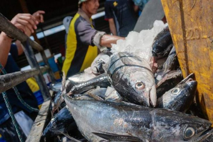 Ikan tongkol