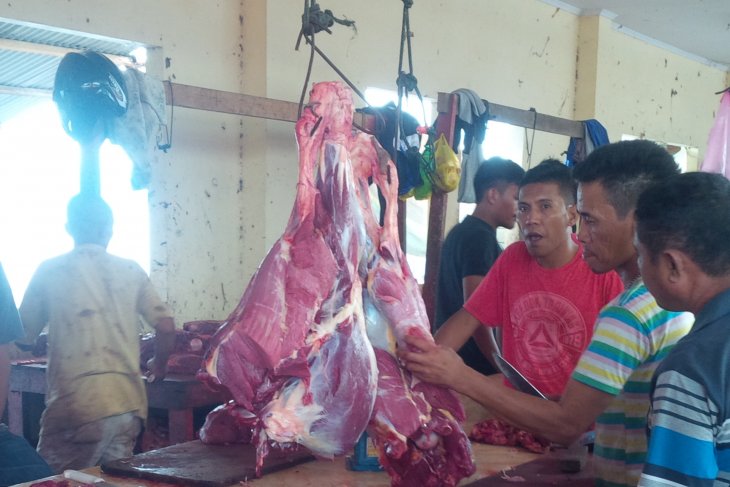 Dinas Pertanian Malut berupaya tingkatkan produksi sapi