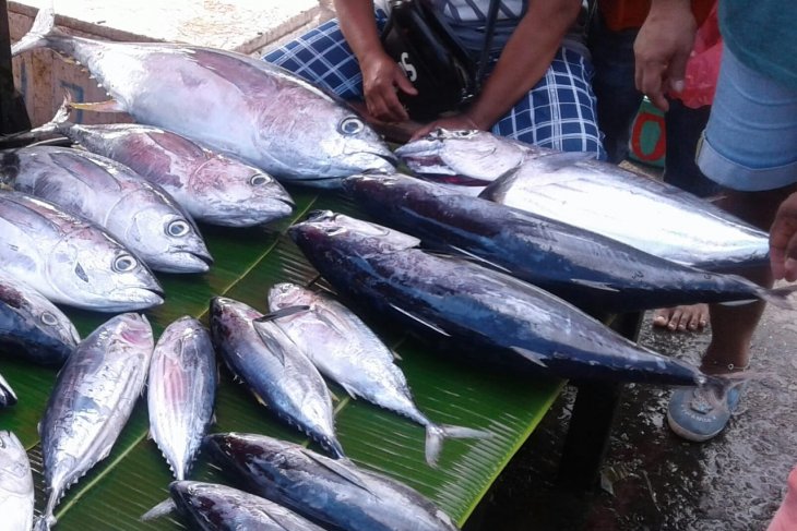 Harga ikan cakalang segar di pasar Ambon masih mahal