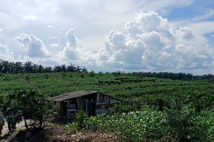 BPTP berikan pendampingan teknologi pengembangan jagung di lahan replanting sawit