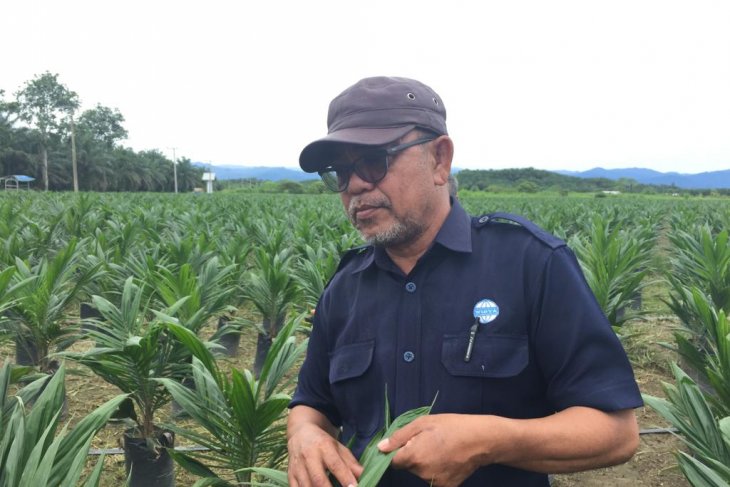 Perusahaan sawit UWTL replanting 350 ha pada tahun ini