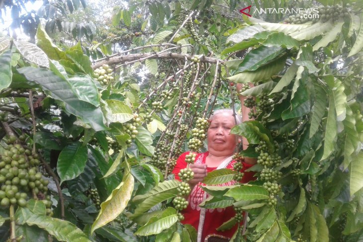 Saat ini, perkebunan kopi Rejang Lebong capai 23.558 hektare