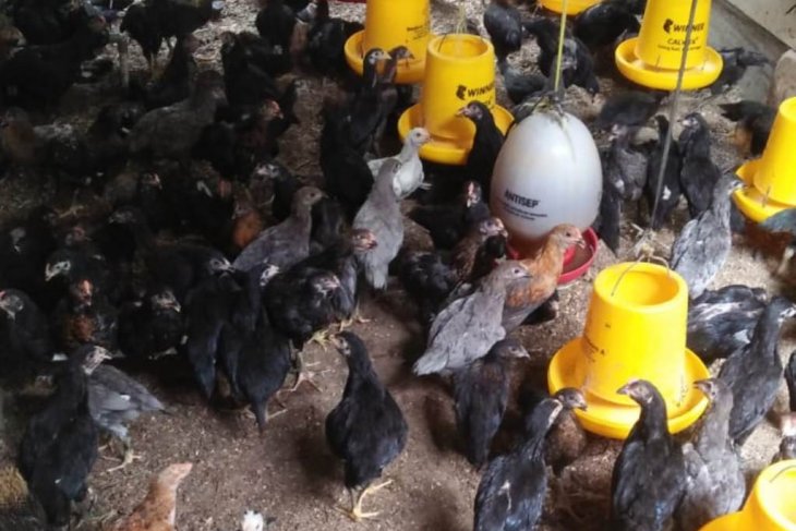 Peternak Ayam Kampung Keluhkan Penyakit Unggas Musim Pancaroba