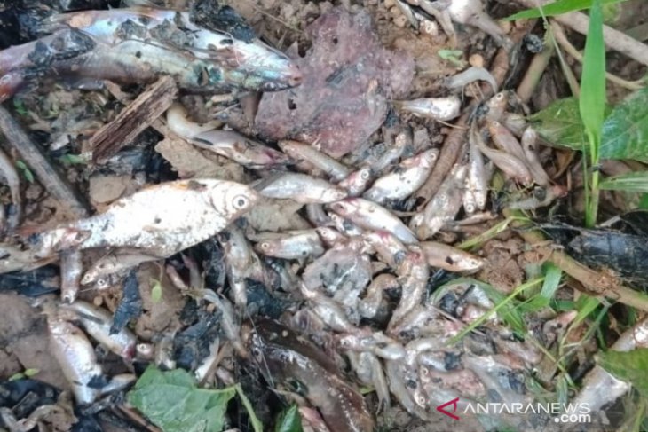 DLHK Aceh Barat periksa penyebab kematian ikan di aliran Sungai Bubon