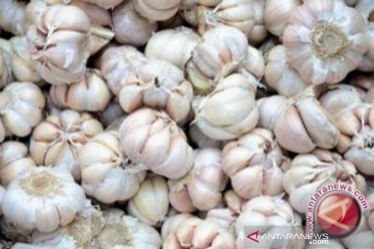 30 ton bawang putih siap masuk Ambon