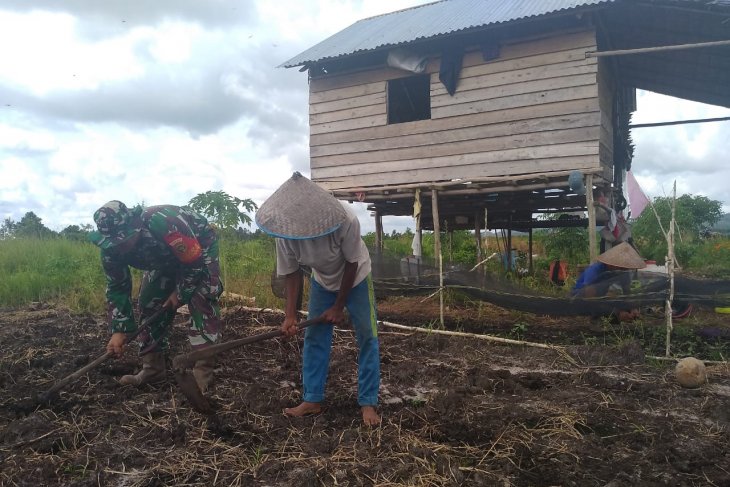 Babinsa 413-06 Sungailiat monitoring petani garap sawah di Desa Bukit Layang