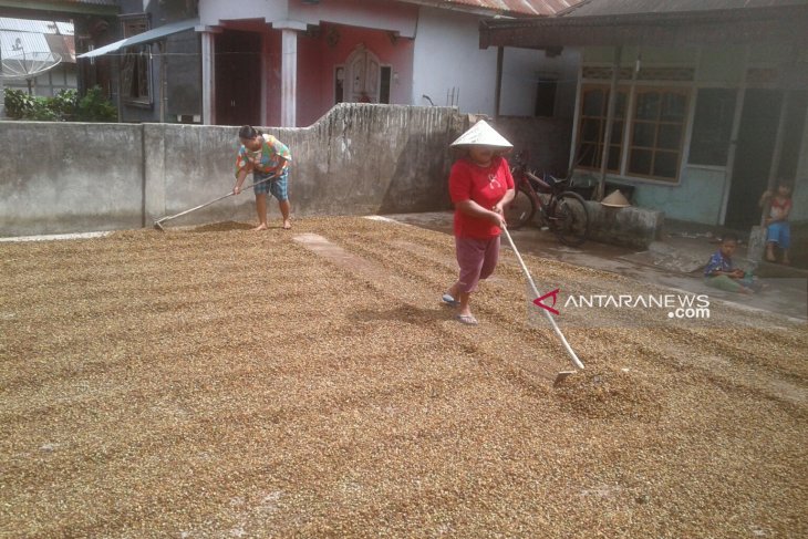Harga jual kopi di Rejang Lebong turun