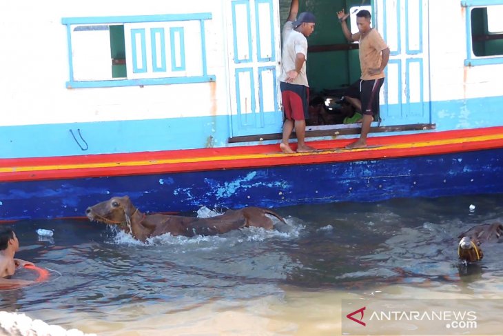 Disnak Situbondo Sapi Dilempar Ke Laut Tidak Memenuhi