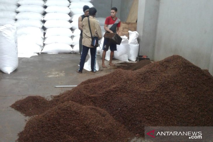 Petani cengkih di Ambon mengeluh harga turun