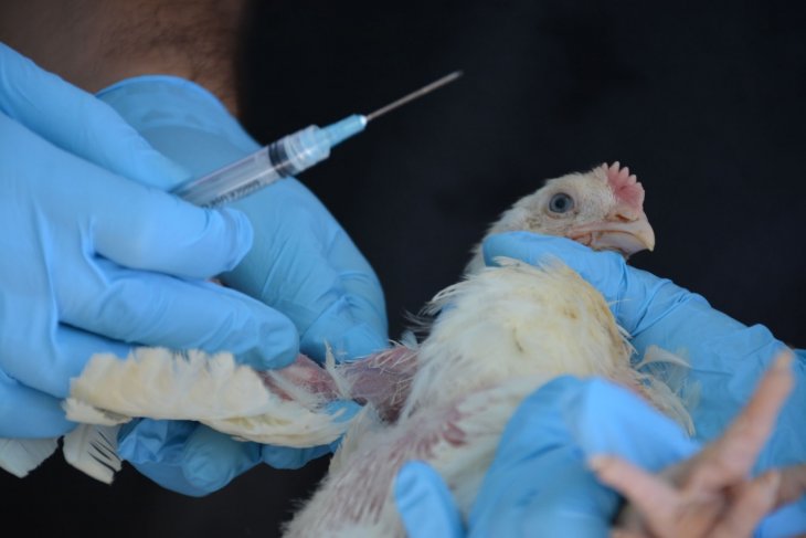 FAO, Antara deliver briefing on animal-to-human diseases in Indonesia