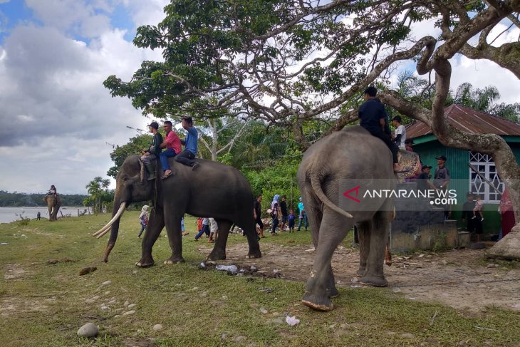 Bentang Seblat habitat terakhir gajah di Bengkulu