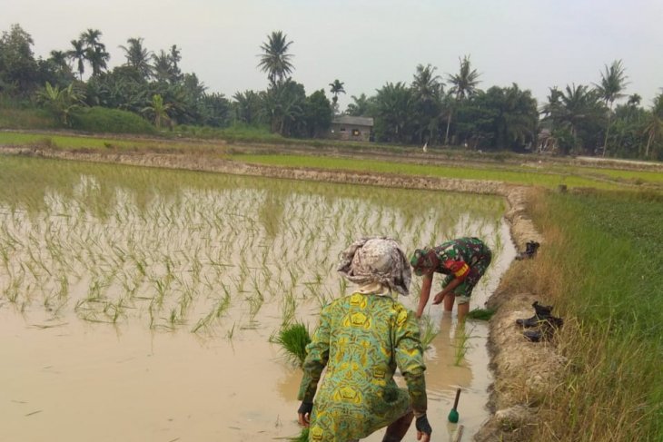 Usai lebaran, Babinsa Kodim 0204/DS langsung bantu petani