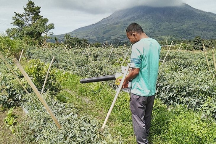 Lahan pertanian warga terpapar erupsi Sinabung dibersihkan