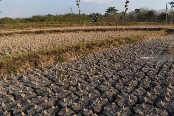 Ratusan hektare sawah di Magetan, Jatim terdampak kekeringan