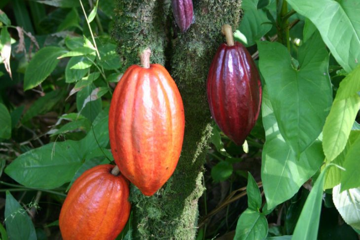 Kabupaten Manokwari terima program pengembangan kakao Indonesia-Kanada
