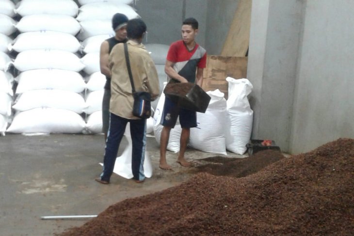 Harga cengkih di Ambon anjlok