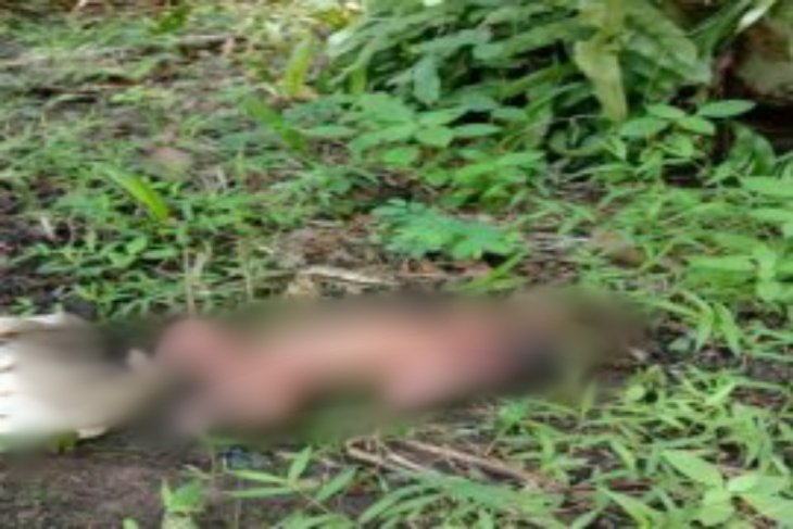 Karyawan perkebunan temukan bayi perempuan di bawah pohon sawit