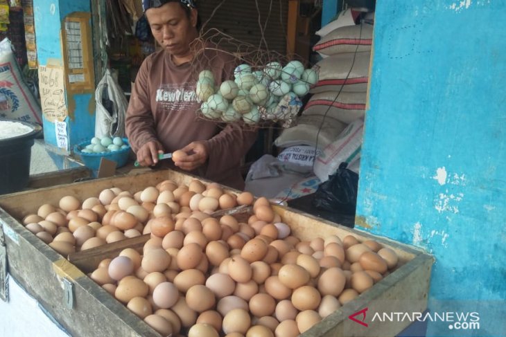 Harga telur ayam ras di Piru turun